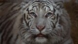 Белый тигр по кличке Алекс &mdash; один из 27 зверей, ожидающих эвакуации в безопасное место из Центра спасения диких животных в селе Чубинское Киевской области.<br />
<br />
Алекса спасла 51-летняя Наталья Попова. Экономист по профессии, не имеющая опыта работы в ветеринарном деле, она <a href="https://dcyh5l5lgidpq.cloudfront.net/a/ukrainian-rescue-wild-animals-war/31978619.html" target="_blank">спасает </a>экзотических и домашних животных, брошенных после российского вторжения в Украину
