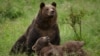 Bear from the Liberty Reservation in Zarnesti, Romania