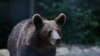Libearty Bear Sanctuary is the largest animal welfare project in Europe. The sanctuary was created for former captive bears, Zărnești, Romania. 