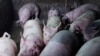 La o fermă de porci