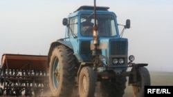 Кызылчанын оордун быйыл арпа, буудай, жүгөрү, же беде ээлечүдөй