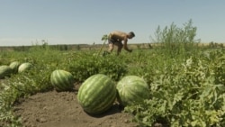 (Video) Agricultura sub asediu: drone rusești atacă câmpurile de pepeni din regiunea Herson, Ucraina