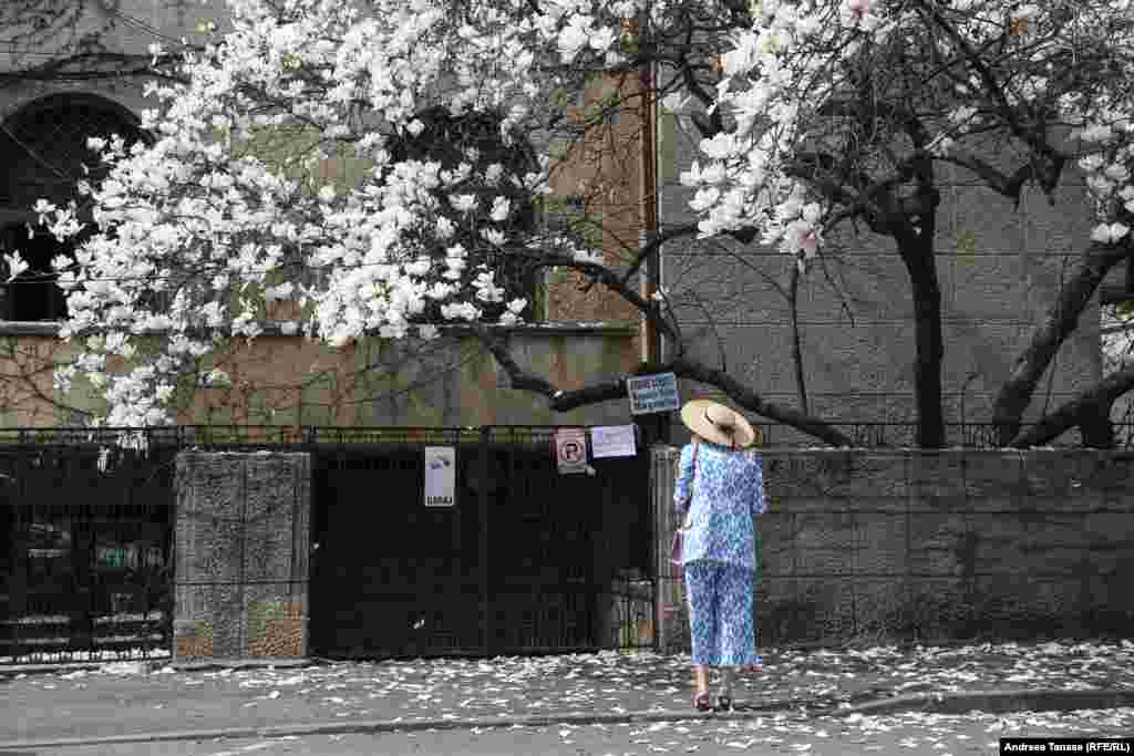 Magnolia Yulan de pe strada Barbu Delavrancea.