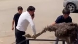 Cover for a video about an ostrich in a doner