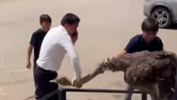 Cover for a video about an ostrich in a doner