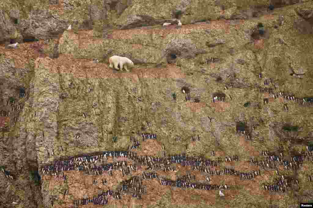 Jenny E. Ross, Reuters