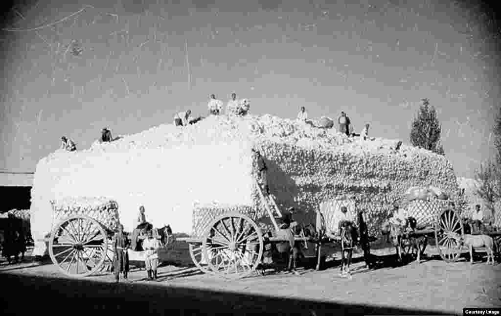Recolta de bumbac în anii 1930.Fotografiile lui Penson nu surprind represiunile împotriva celor care s-au opus reorganizării Asiei Centrale de către Kremlin. Sute de disidenți uzbeci au fost executați sau au murit în închisoare în timpul regimului sovietic.